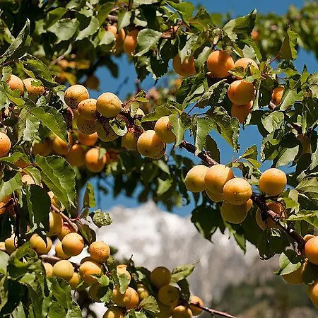 Готель Crampon 3*