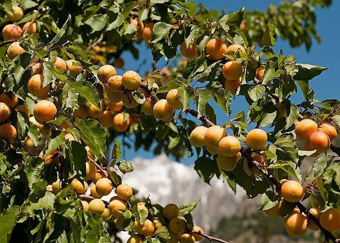 Отель Crampon 3*